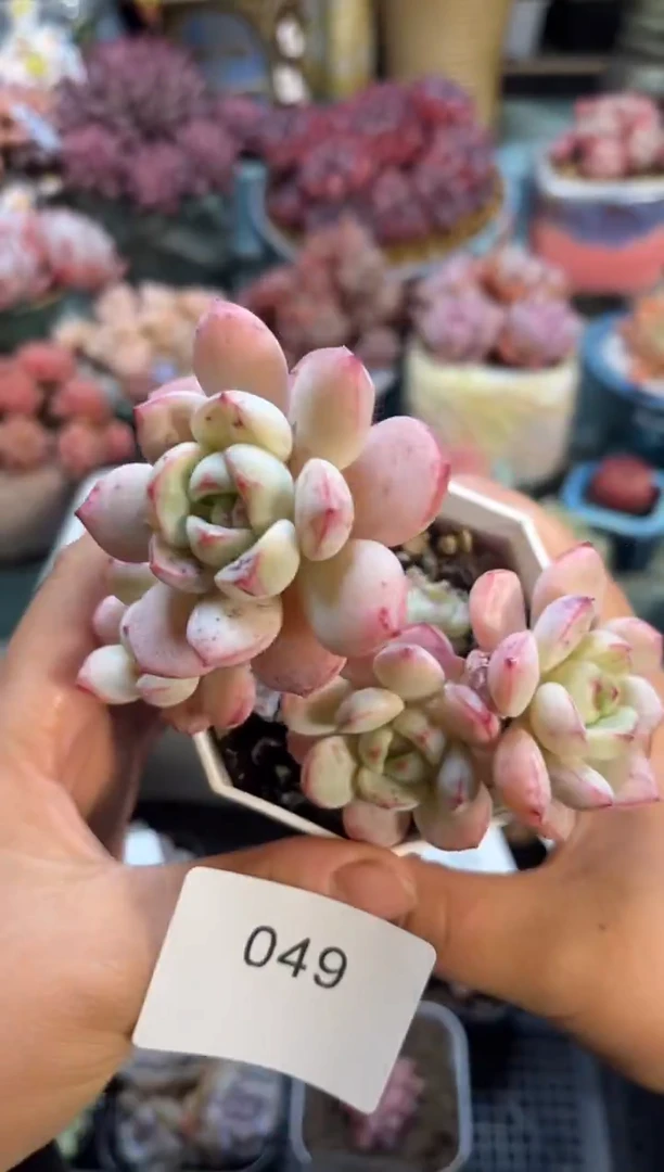 049群生小香草多肉