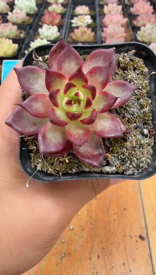 东云多肉园二店-07