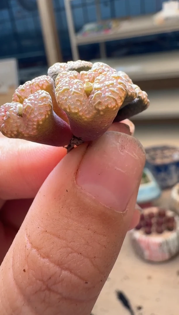 l****蔡多肉植物肉锥16-285