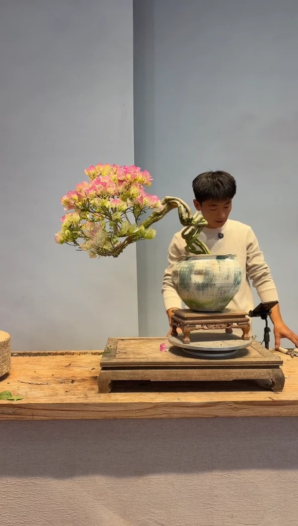 以实际为准三角梅23