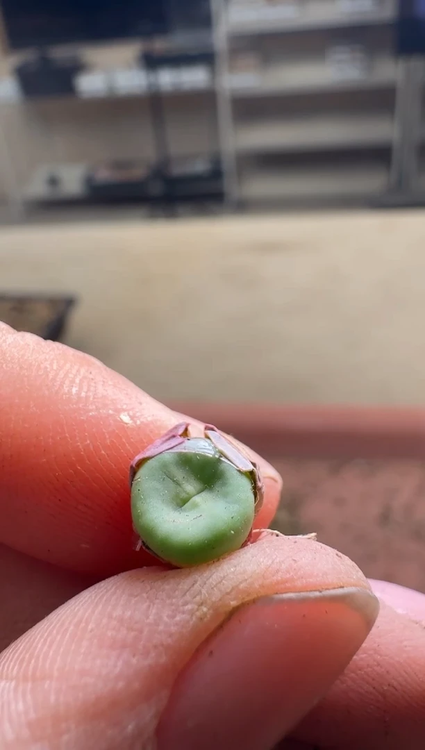 美丽的肉石头19-956