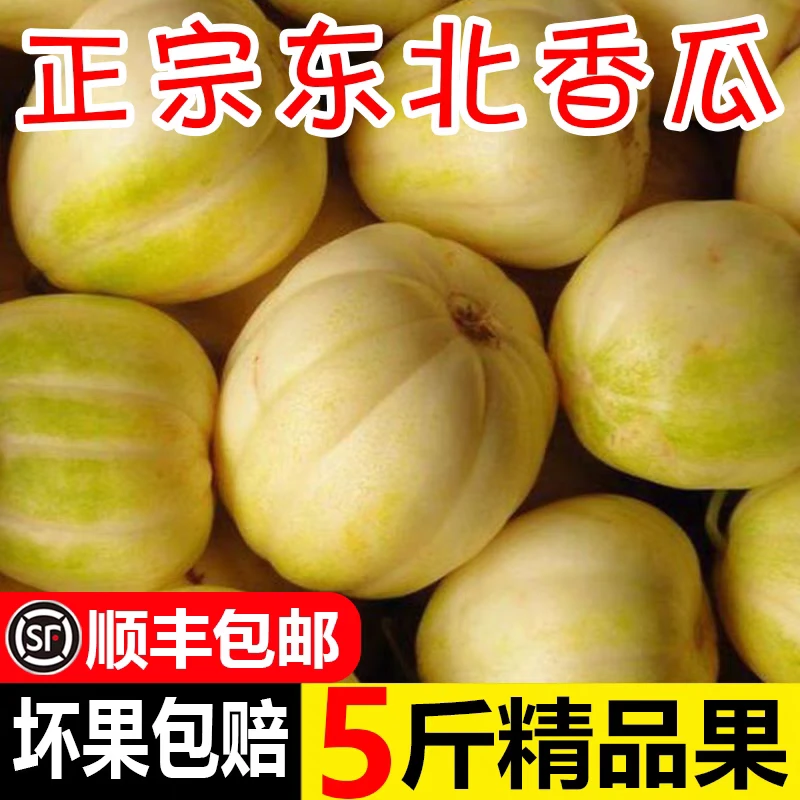 东北头茬香瓜现摘现发（顺丰快递包邮）新鲜黄瓜
