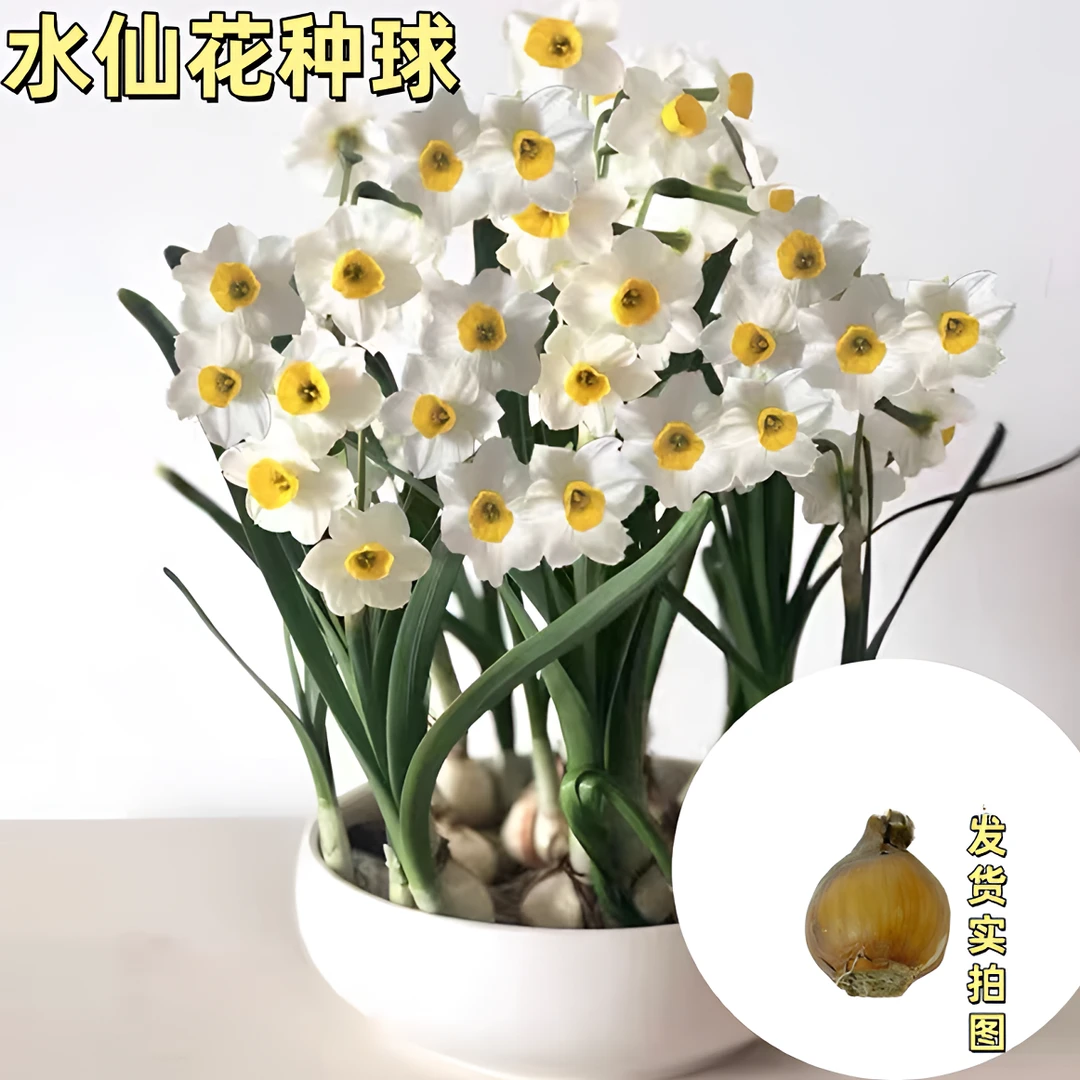 水仙花种球水培种球四季开花室内外客厅冬季水培植物绿植