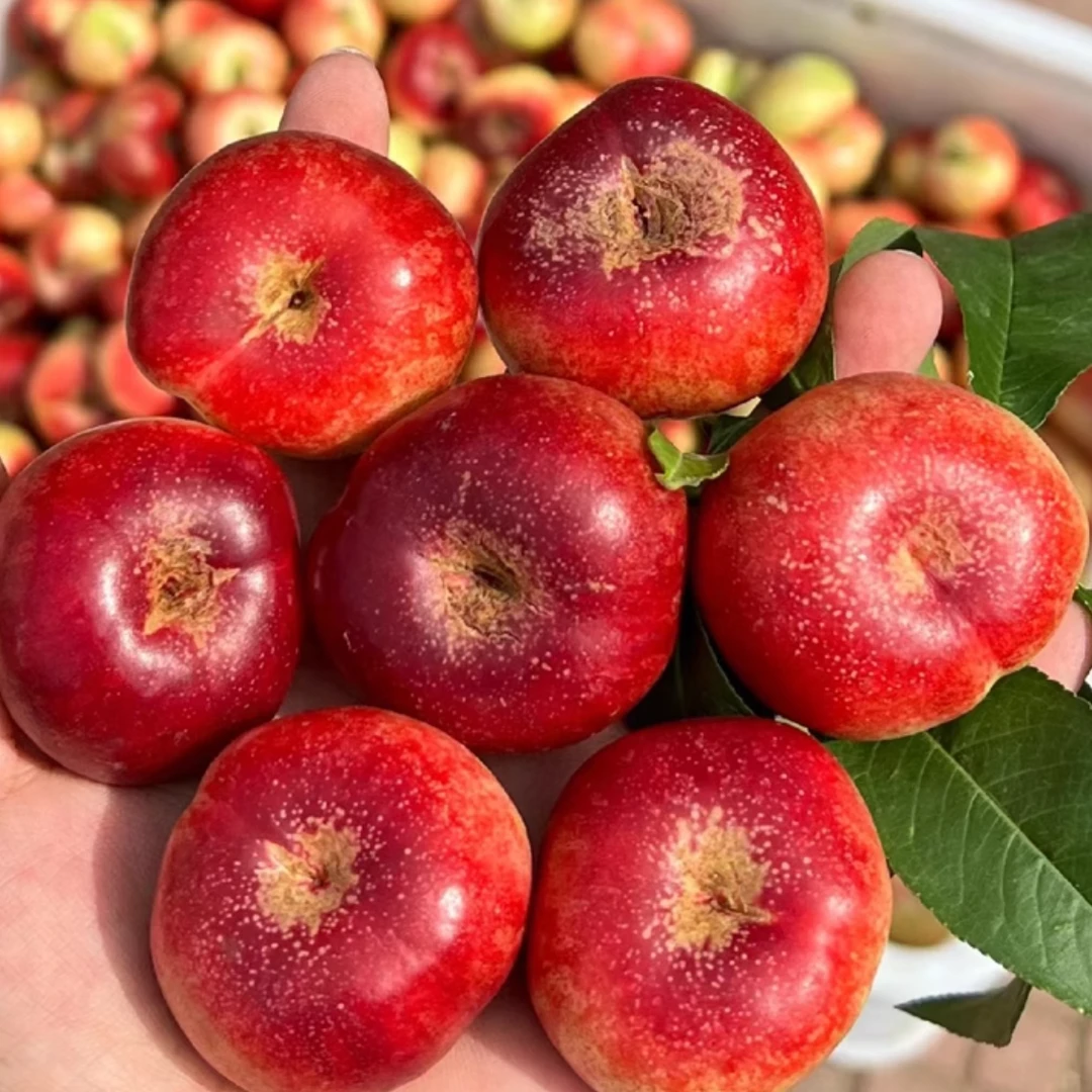 【爱马仕宁专属】油蟠桃 果园现摘 露天自然熟