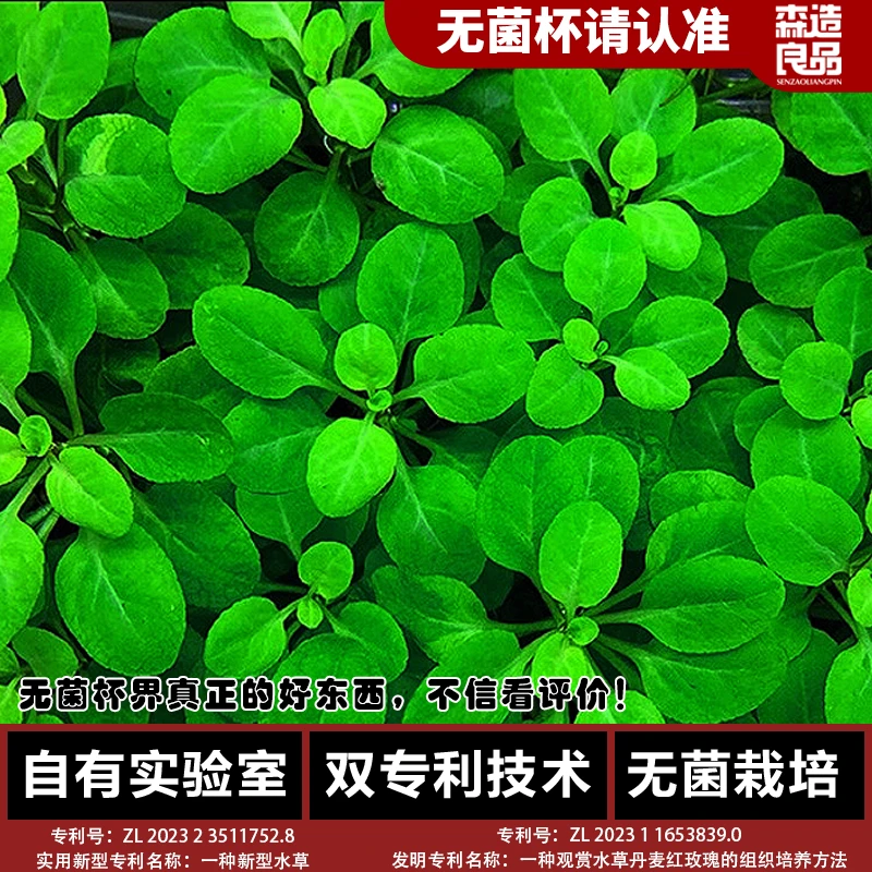 罗贝利中景水族箱水草鱼缸造景缸淡水增氧阳性新手水草净化植物