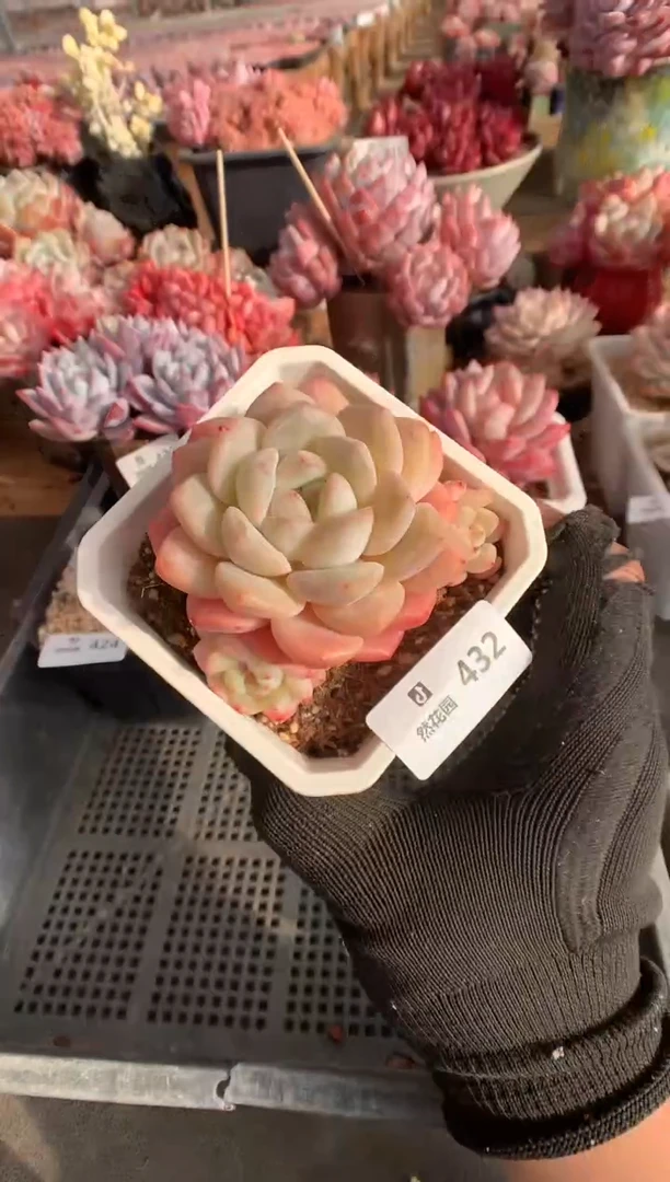 432杂交多肉植物一物一拍