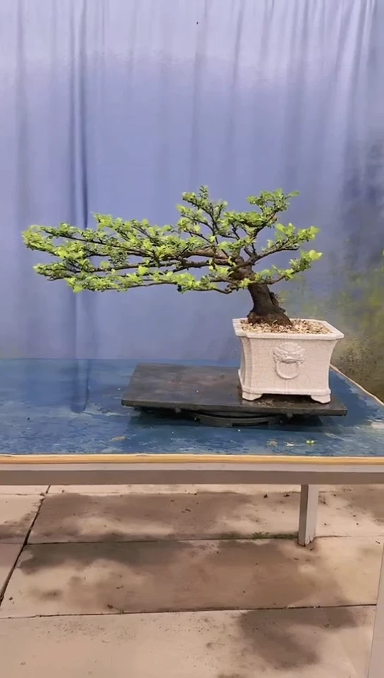 无花朵翠米茶翠米茶翠米茶翠米茶