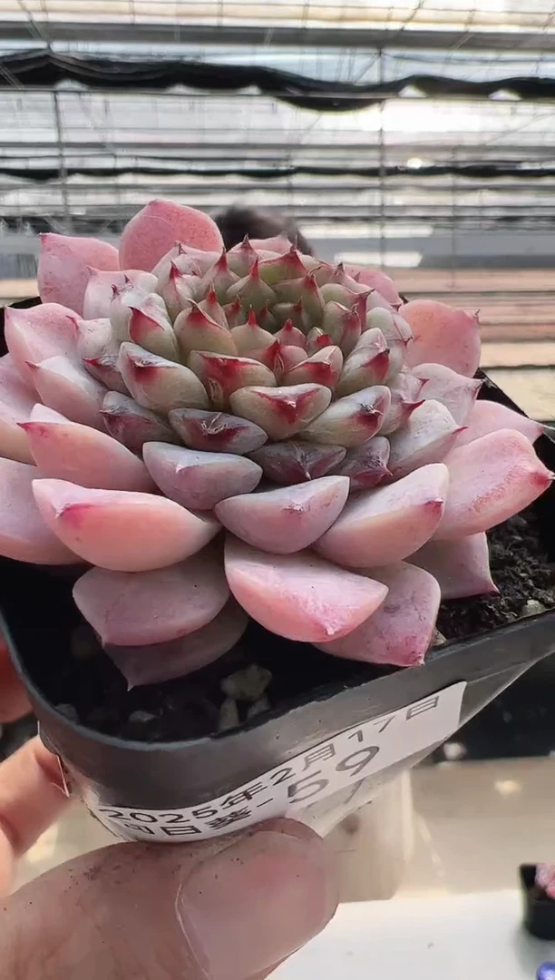 【闪购商品】向日葵-59