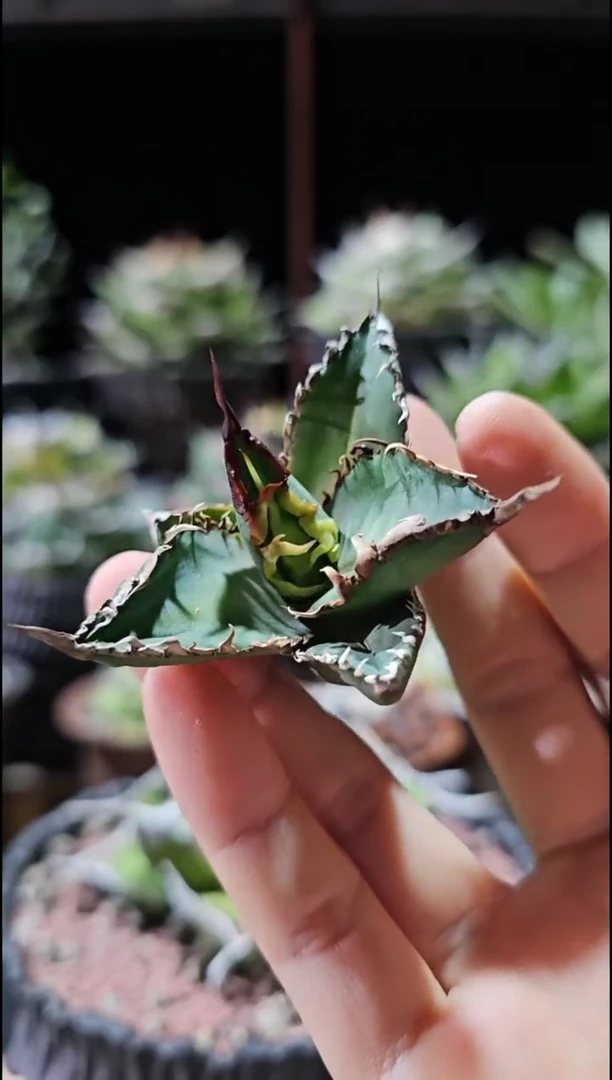 绿幽灵 顶芽 基因保证非组培 (直播特价 下播结束)