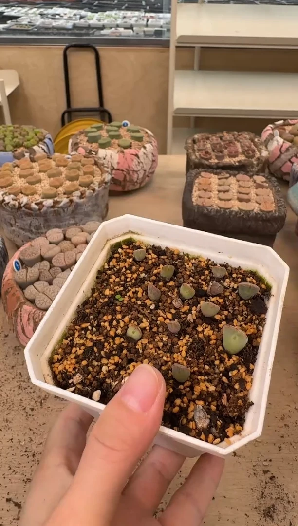 l****蔡12-72多肉植物肉锥空蝉