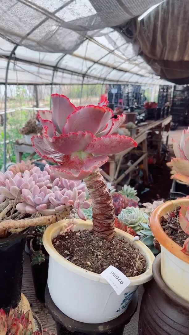 07091多肉植物一物一拍