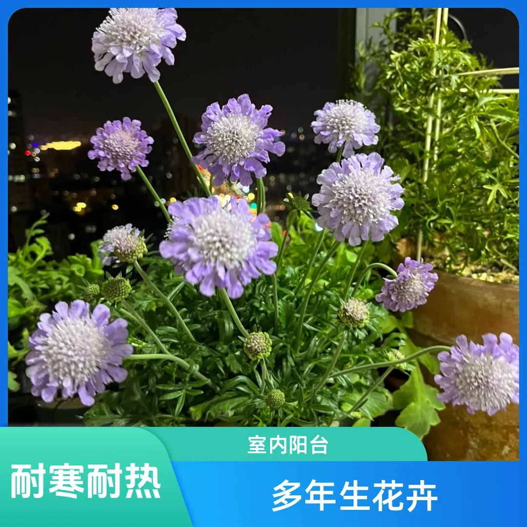 【美声园艺】蓝盆花耐寒耐热室内阳台多年生