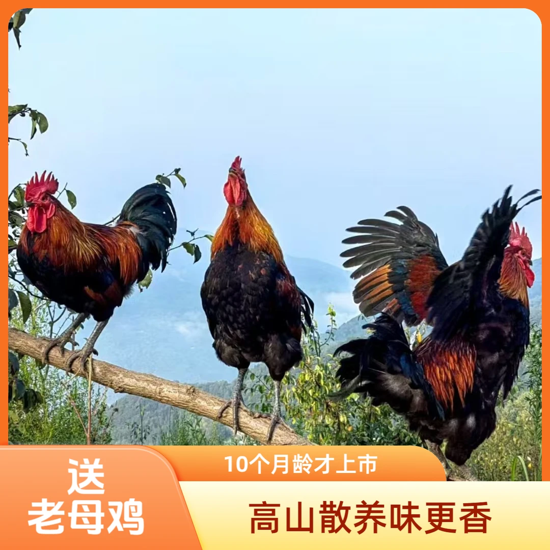 【1公1母】秦岭高山散养跑山公鸡养殖时间10个月肉质鲜美送老母鸡