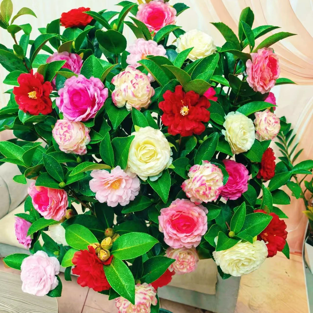 【加大加高80cm-1米】 茶花原盆原土带花苞发