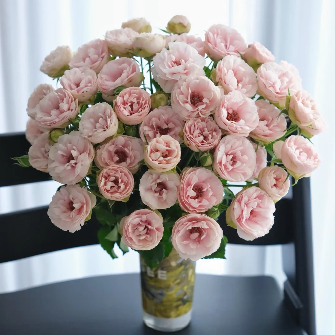 【独鬏鬏优选】[丝弦] 稀有小众 多头玫瑰瓶插装饰鲜活采摘配送