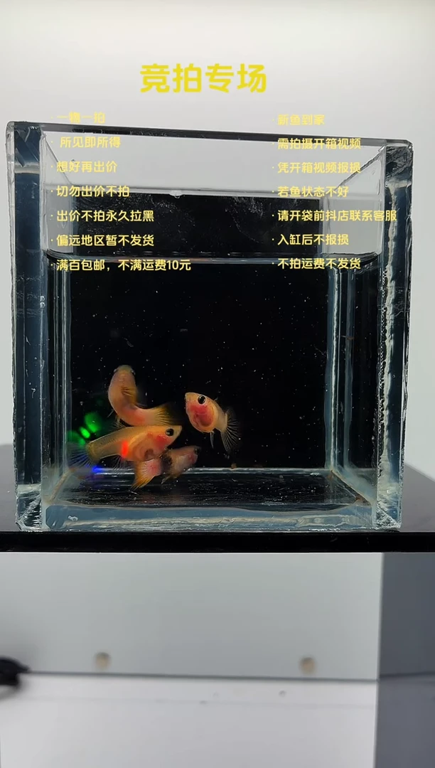 孔雀鱼幻彩粉猫两对-81