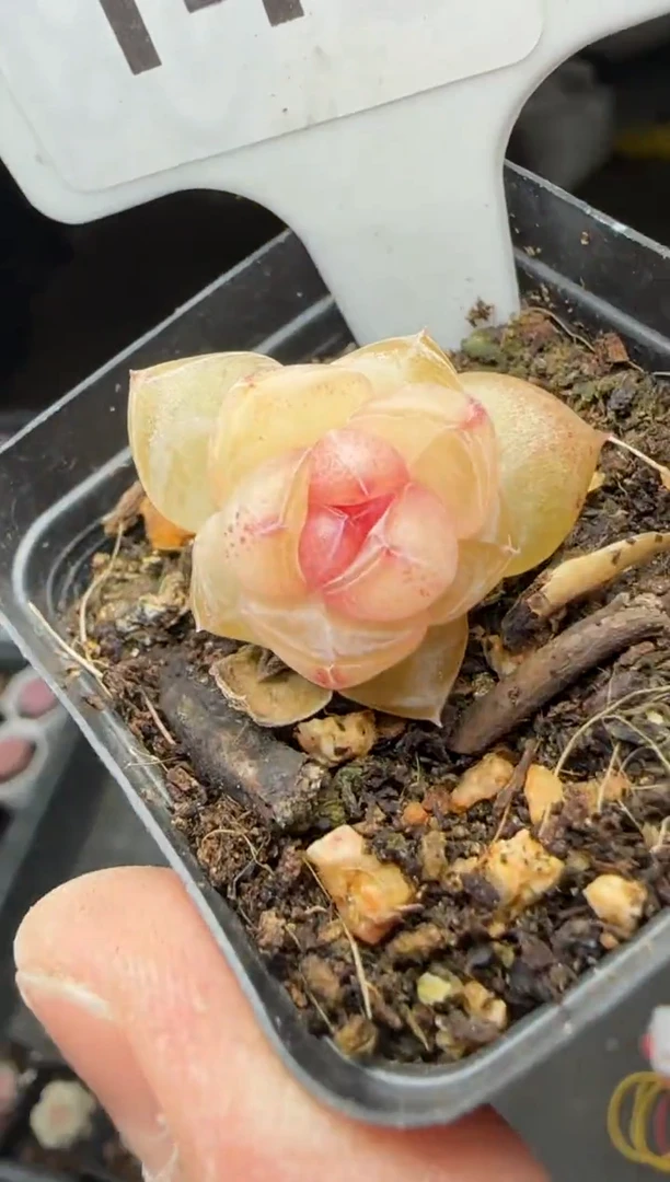 【闪购商品】一物一拍0120—143