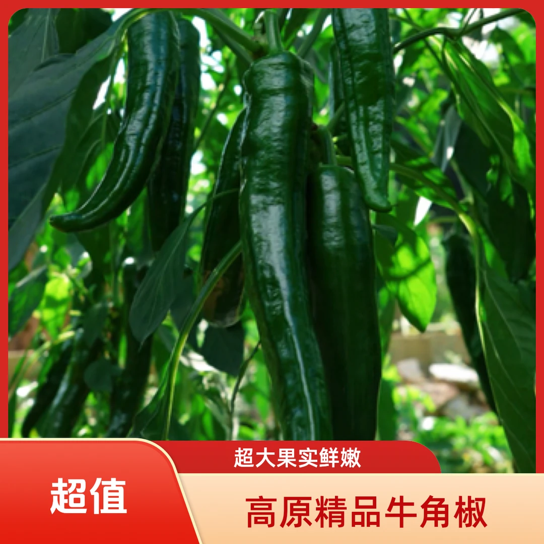 高原精品超大果天然新鲜现摘牛角椒