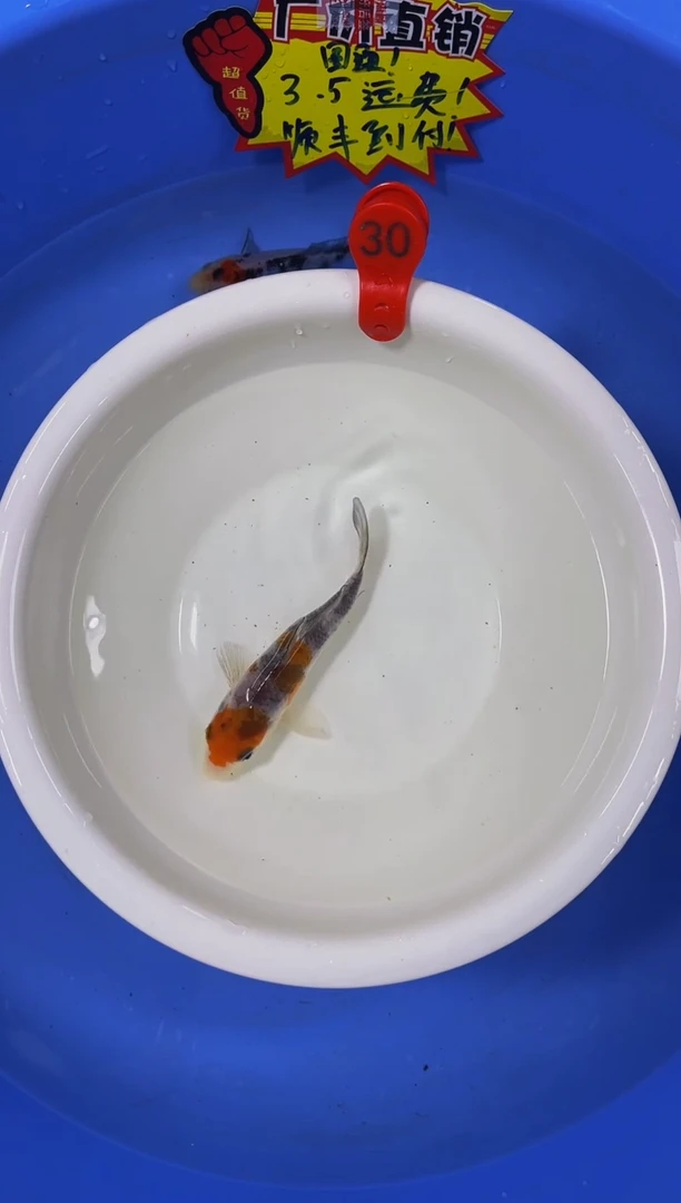 锦鲤活体二号链接