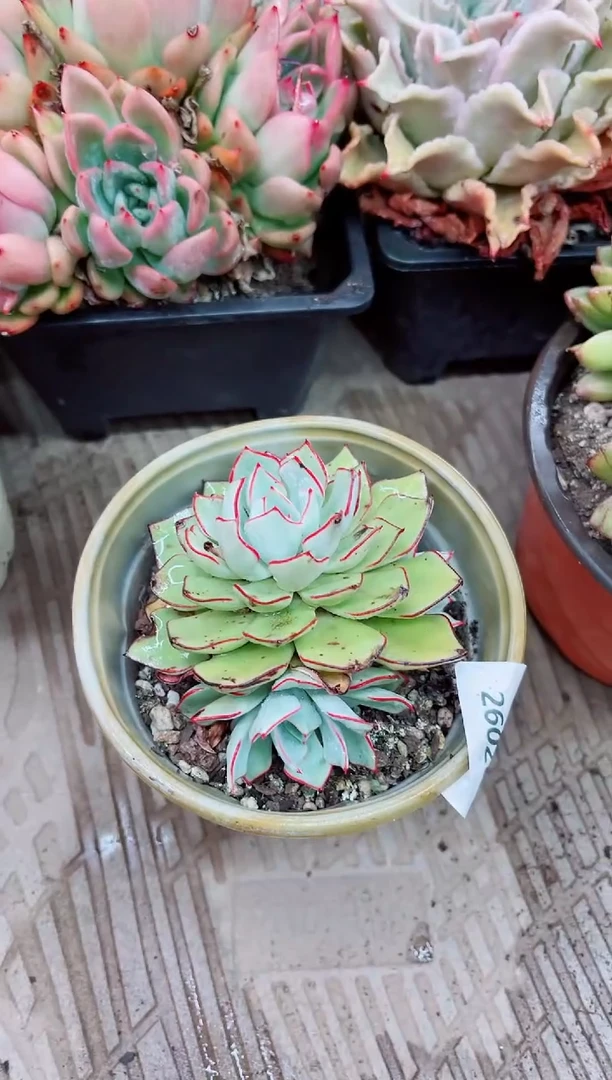 26020多肉植物一物一拍