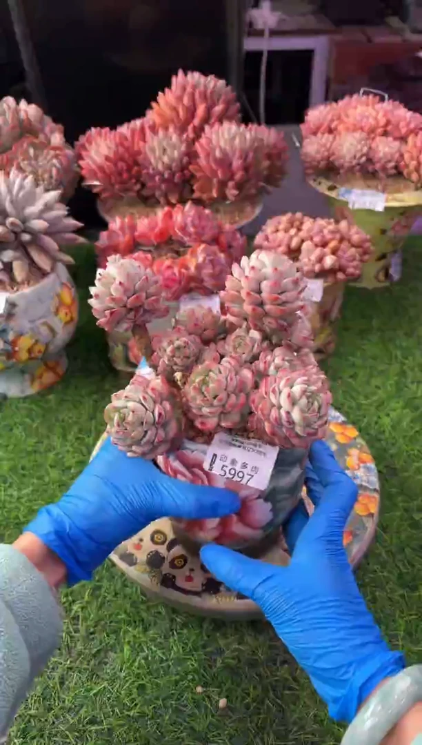 昆明印象多肉5997