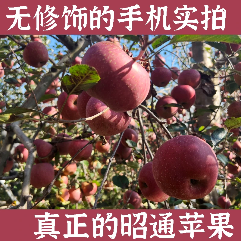 正宗昭通丑苹果4.5/9斤净重脆甜苹果当季新鲜水果产地直发