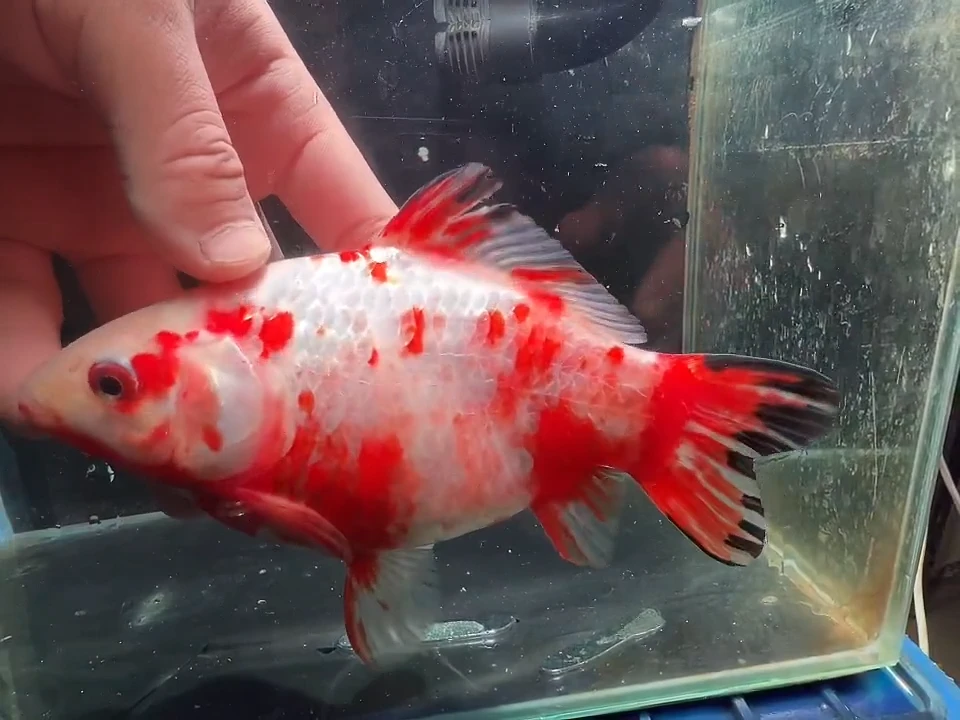 金鱼短尾草金鱼专用链接48