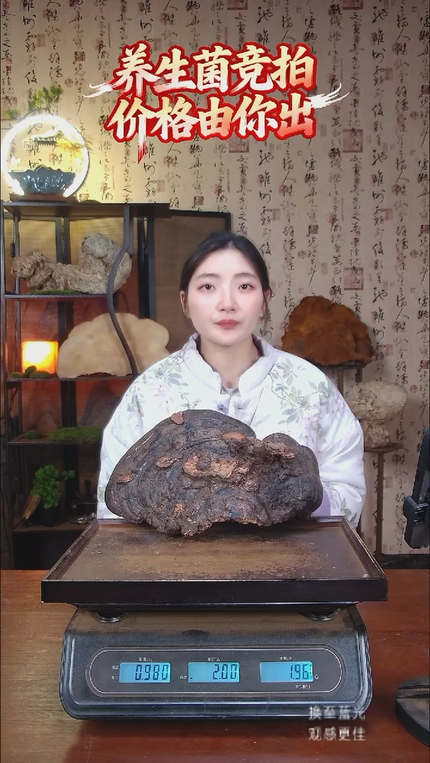 红缘拟层孔菌中国大陆【藏区野生】红缘树舌（1.96斤）20-30年份