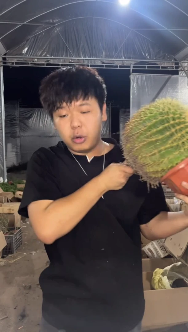 实生根  大大大金虎 14-20cm