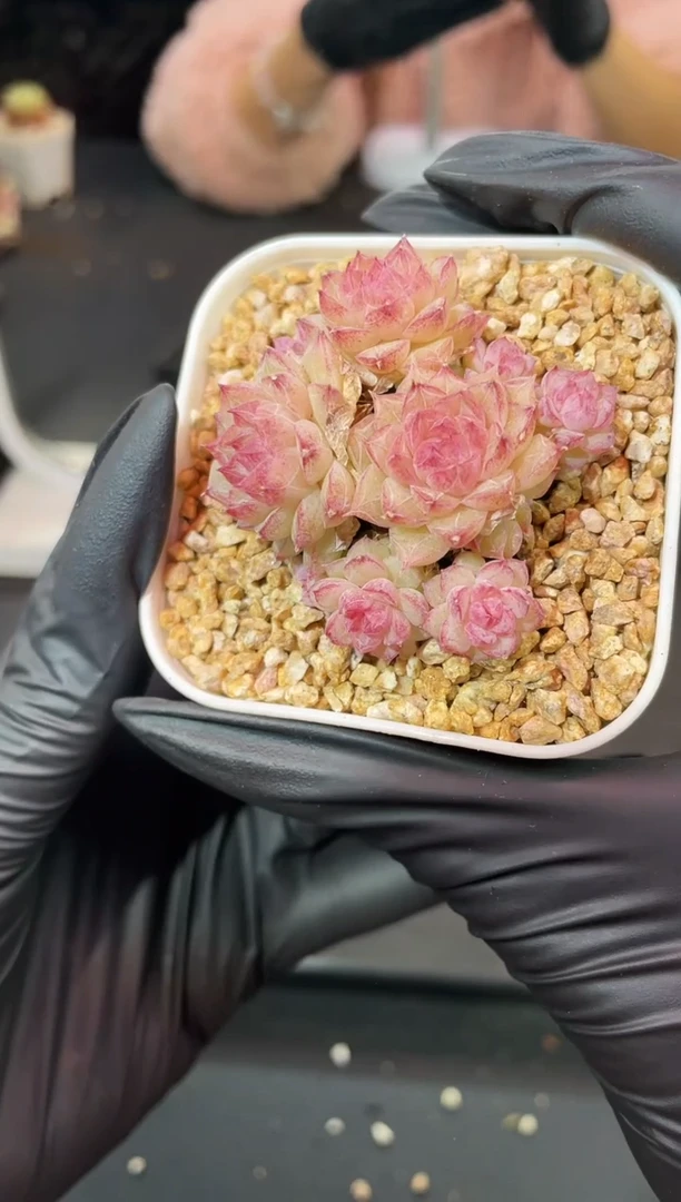 闪购1014  粉色小朵朵多肉一颗