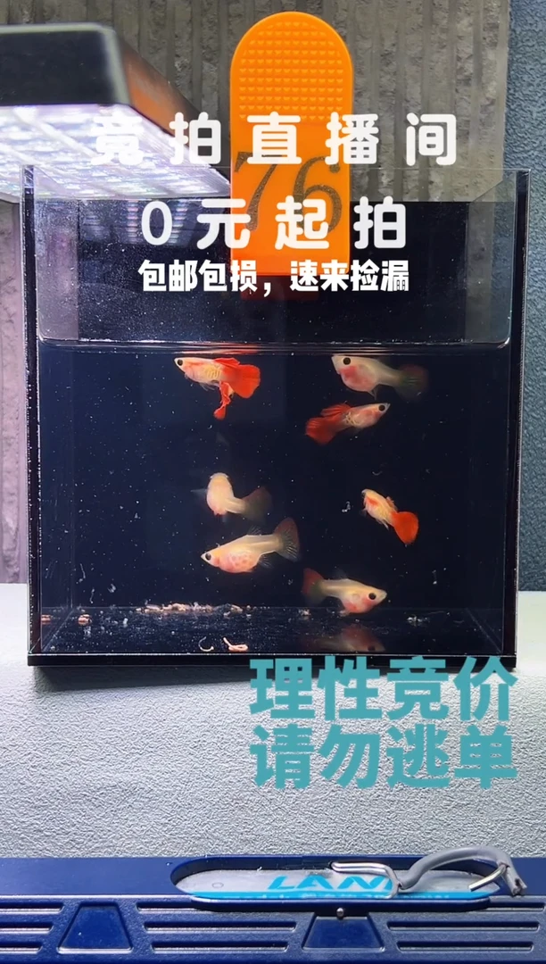 孔雀鱼银河琉璃四对编号76