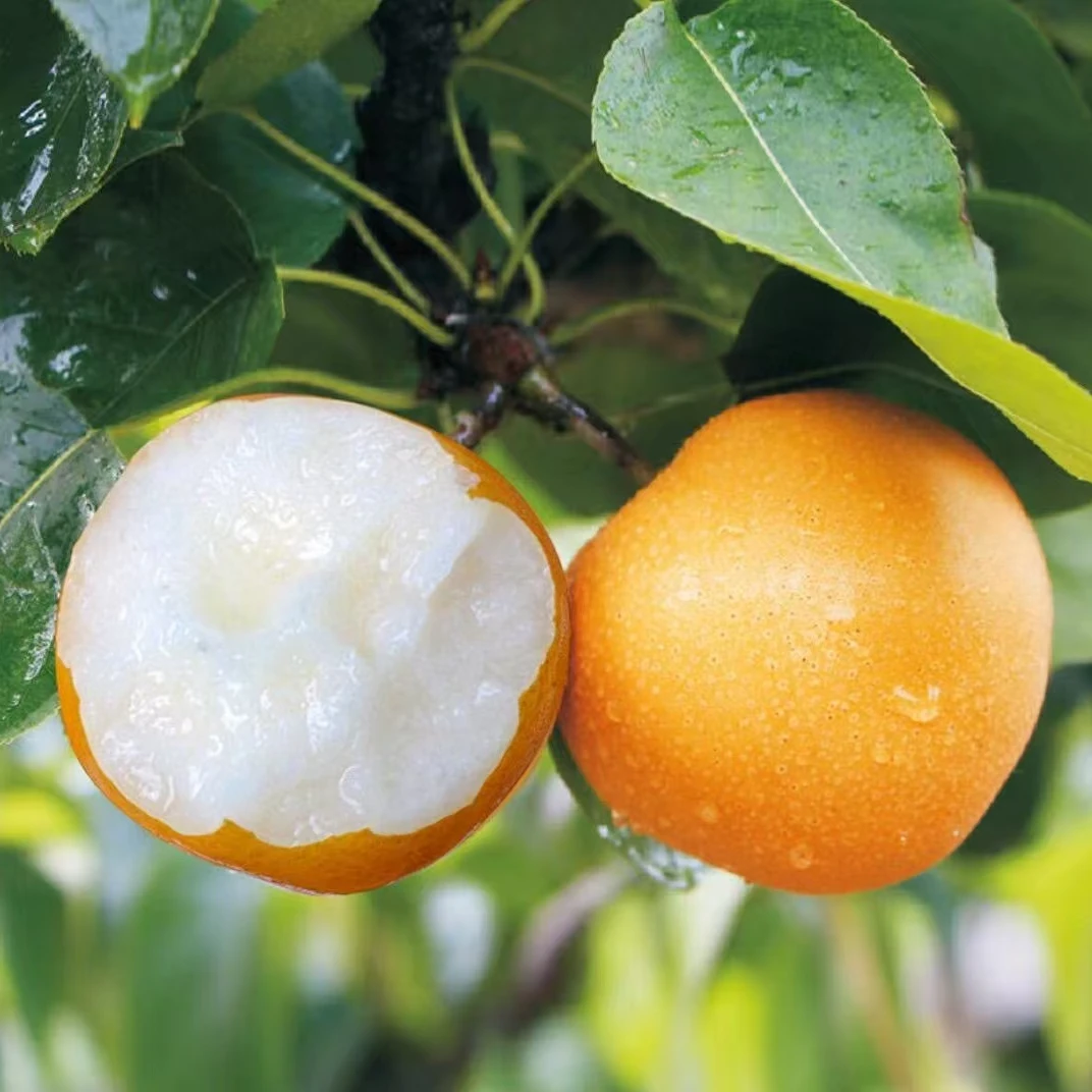 【到手4.5斤】新鲜果园采摘秋月梨