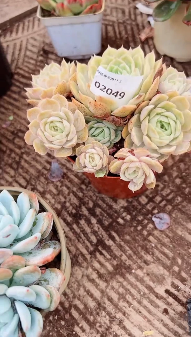宜*❶多肉植物一物一拍02049
