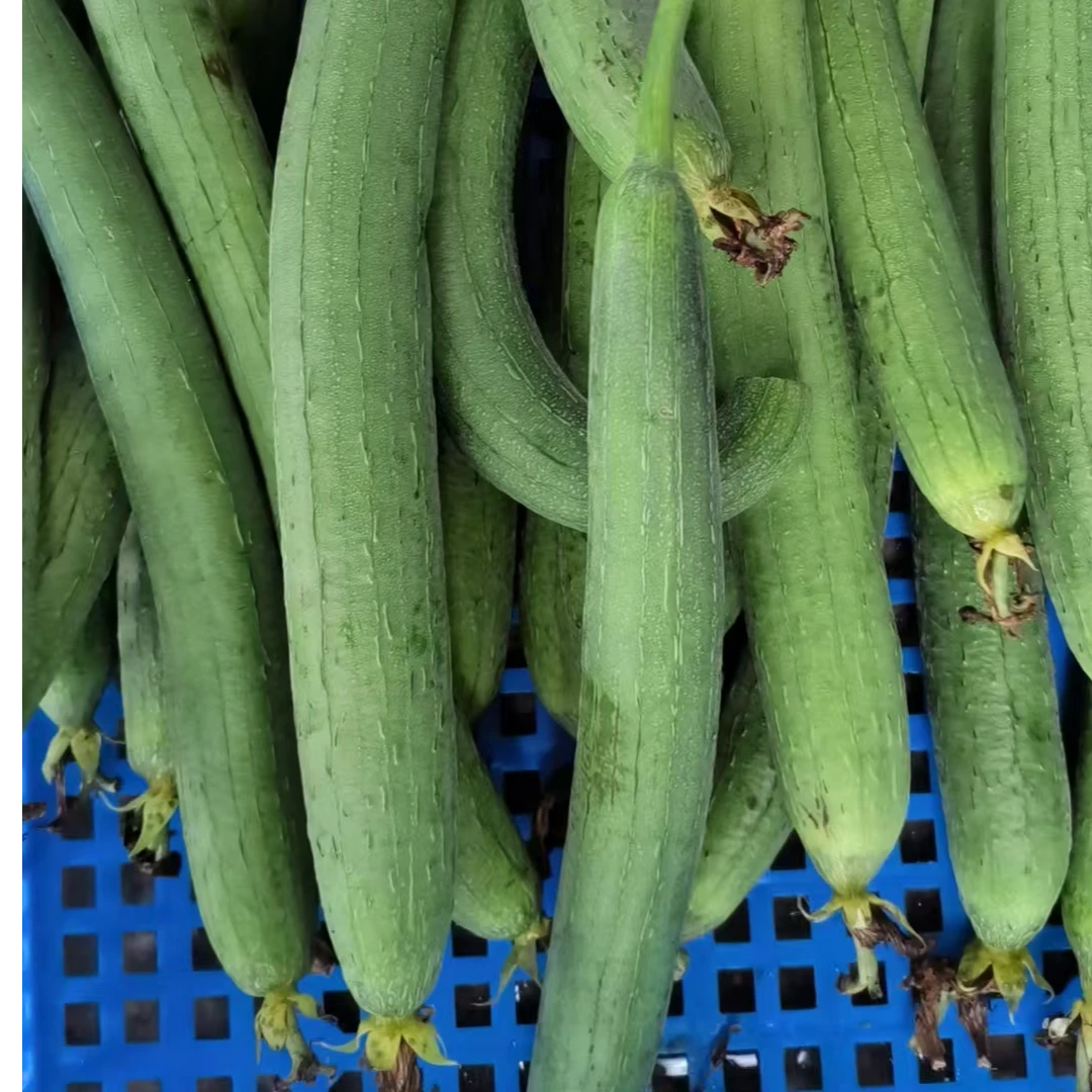 （书记严选）老丁家丝瓜5斤