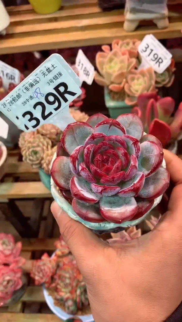 329R（一物一拍，精品多肉，所见即所得 ）