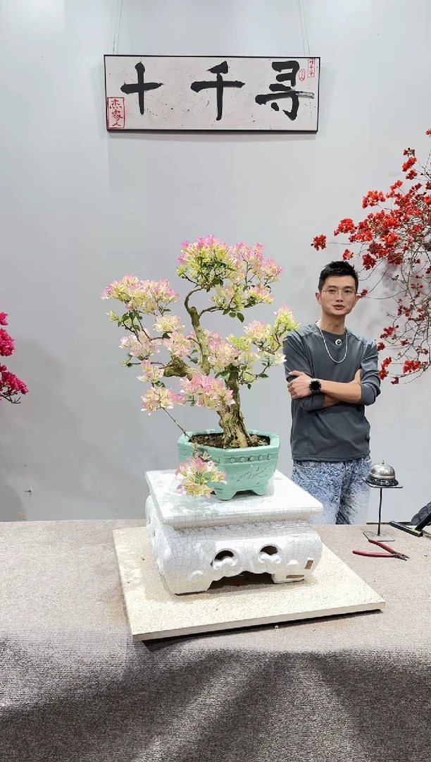 完全开放绿樱三角梅