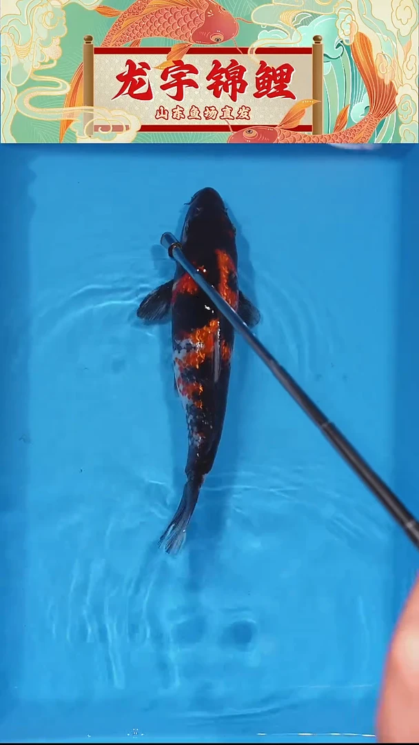 锦鲤银鳞昭和 23公分