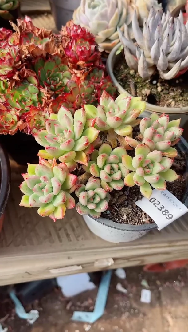 【闪购商品】02389