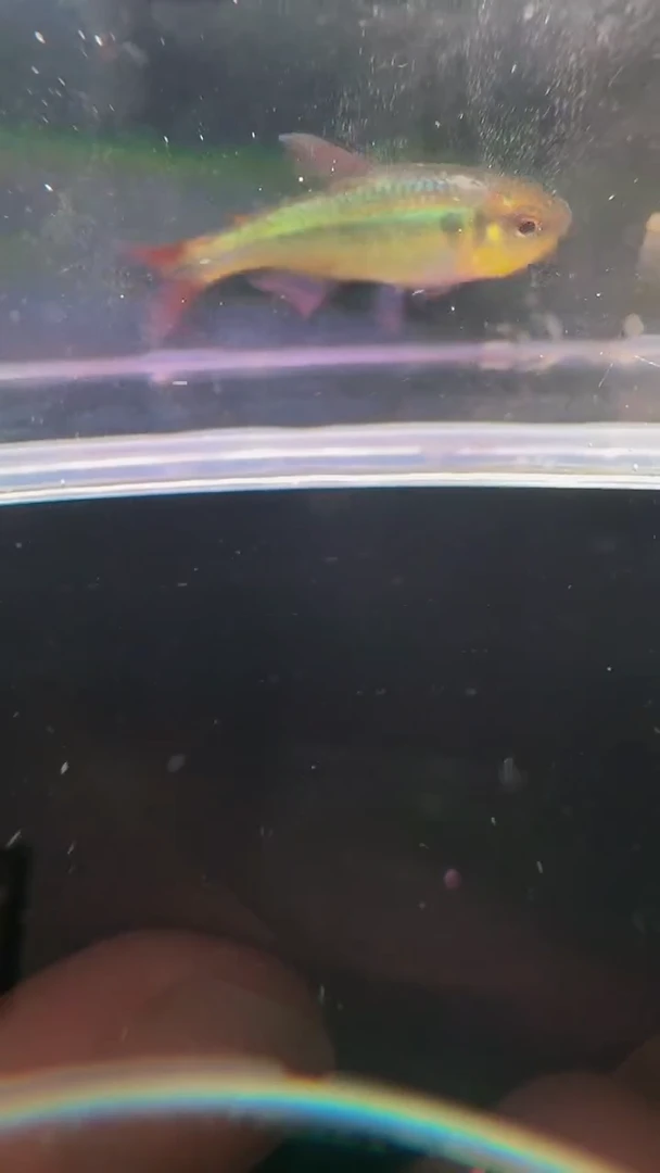 灯科鱼x****oD20-9 蓝缎带四3.5cm+ 1条