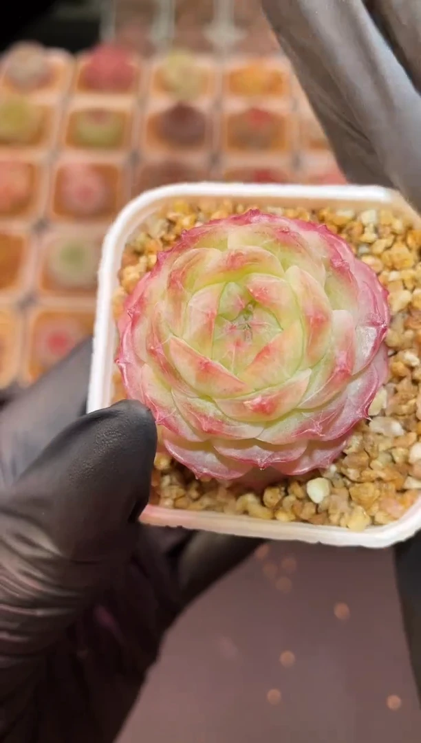 闪购1154  粉蔷薇多肉一颗   3.8-4厘米