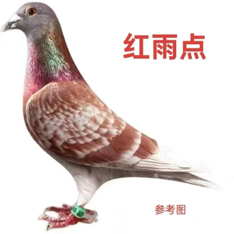 天落鸽子打比赛信鸽大鼻子幼鸽中年鸽子粮食