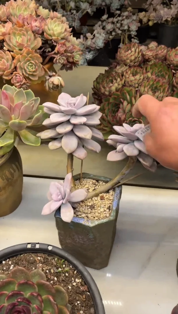 【闪购商品】238陶霜