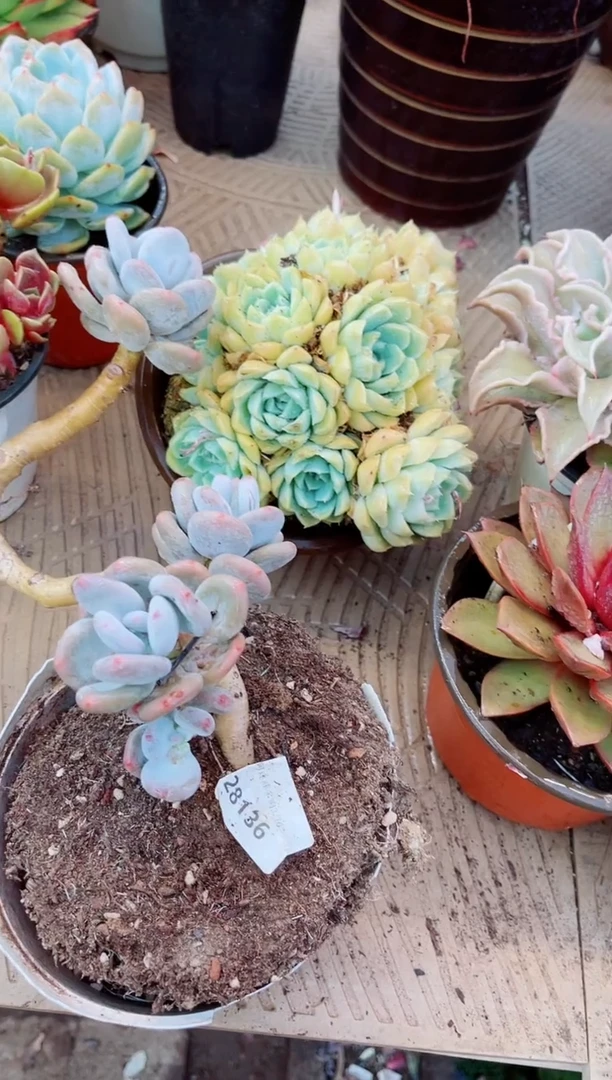 28136多肉植物一物一拍