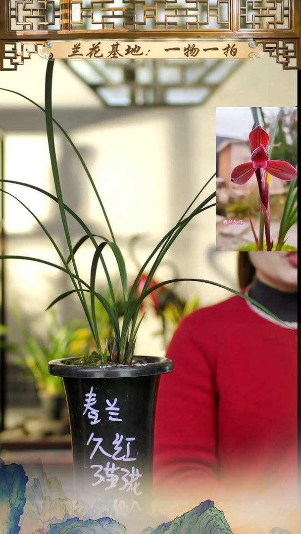 全部花苞春兰久红3苗3花苞