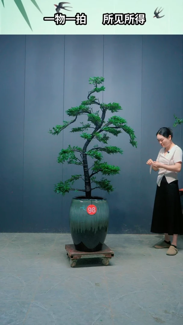 全部花朵李*93号广东小叶紫檀