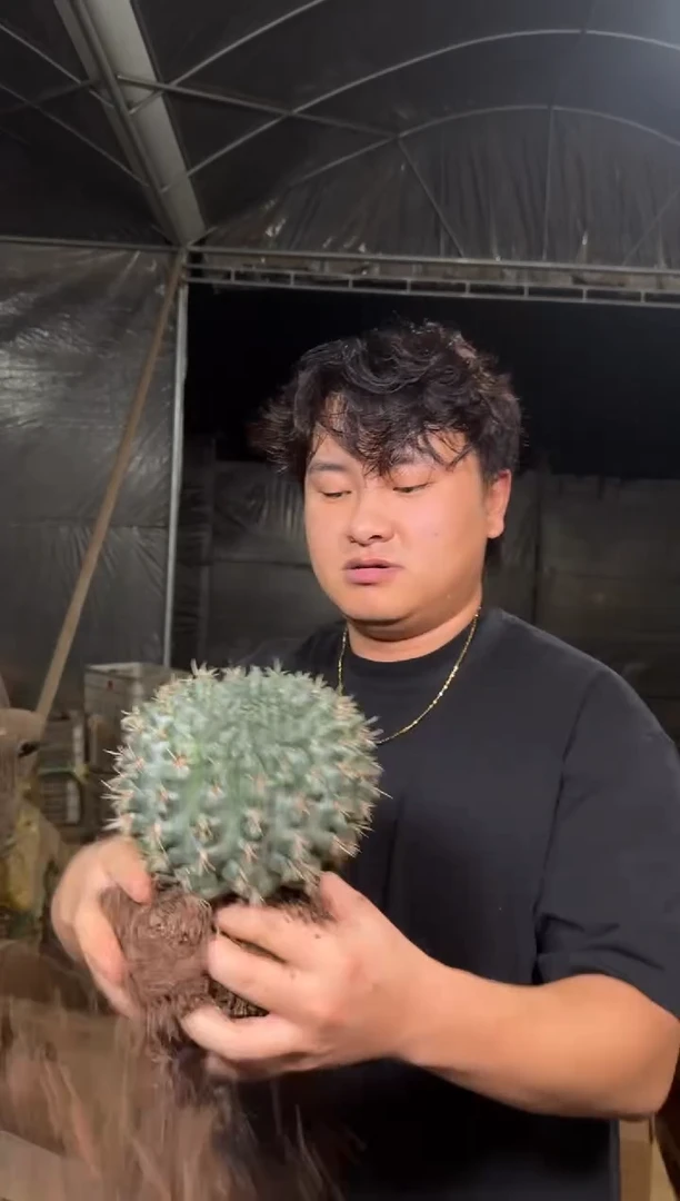 超大 绯花玉【实生根】12-15cm