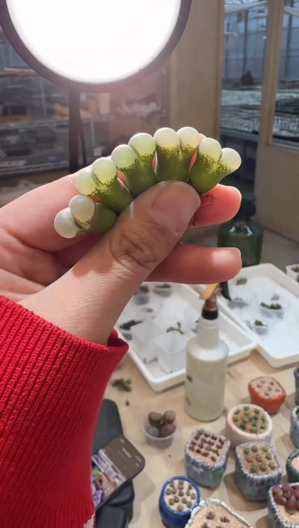 150多肉植物肉锥B23一颗