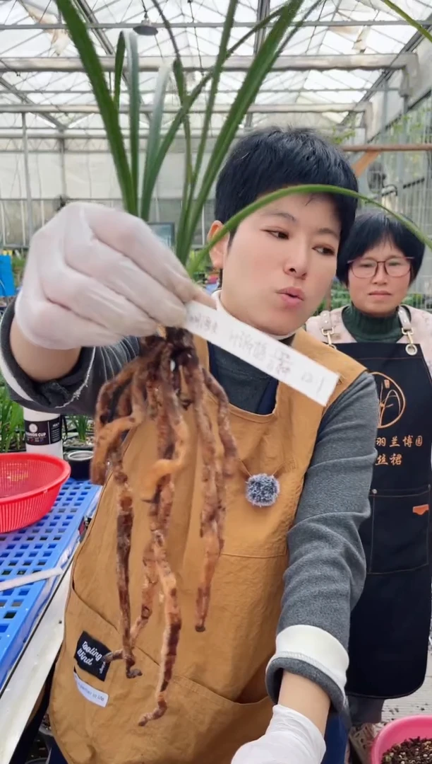 当前无花朵，栽培后可花朵大**夫端梅，，，大明渔夫
