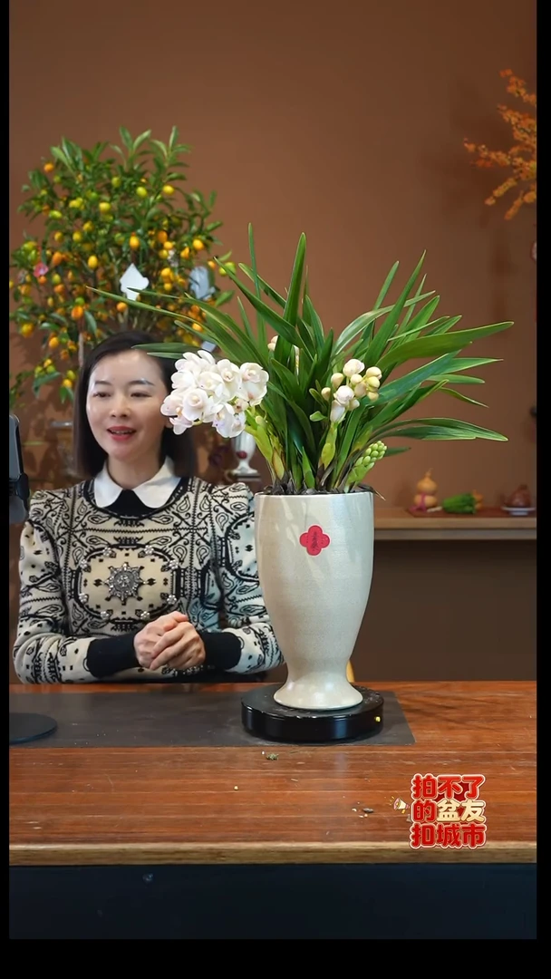 全部花朵小仙女盆景盆景