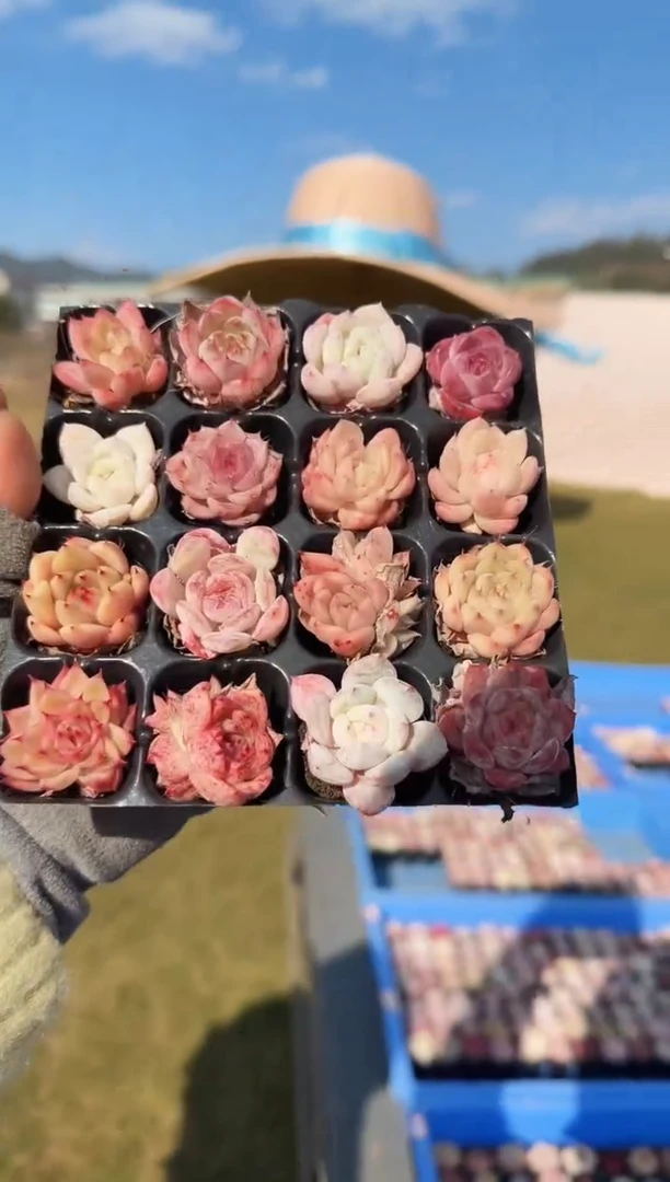 东云多肉园新款-133